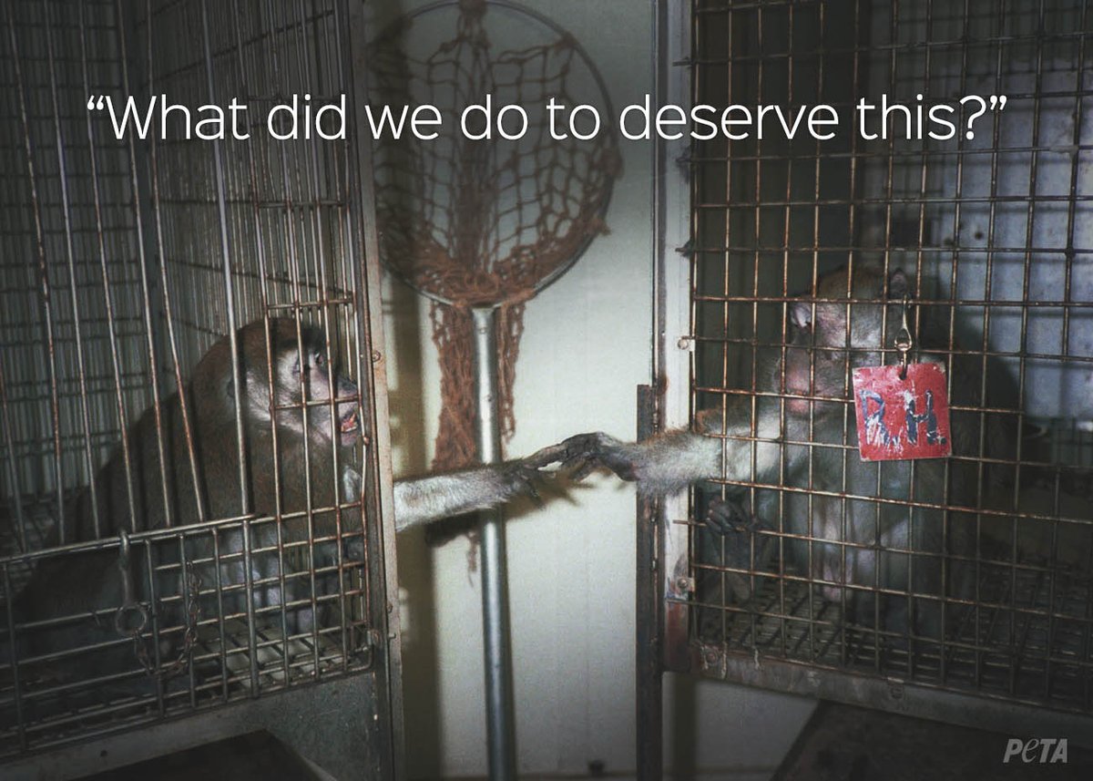 peta's tweet photo. It's 2016. No one should spend their life in a cage. #StopAnimalTests https://t.co/o8rtubURcZ