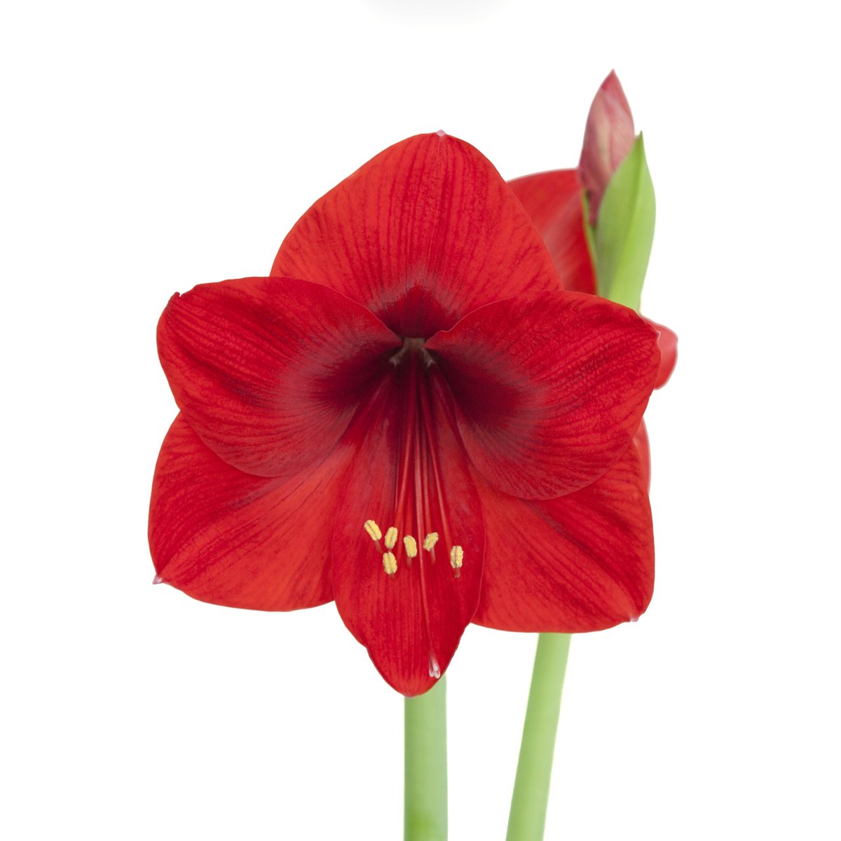 BloemBox's tweet photo. Time to pre-order your #Amaryllis for #holiday! Visit https://t.co/jBID1f4z83 to see our holiday selection. #GreenGifts #GiftsThatGrow https://t.co/9sPGd6OX5c
