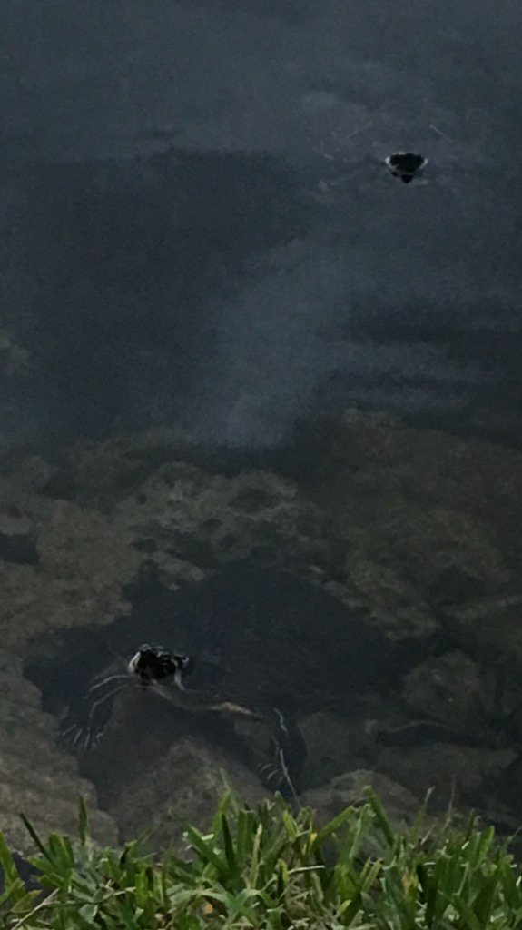 DianeEarnhardt's tweet photo. #TurtleFeedingπ΄ My Little Guy missed #NightFeeding π’π΄π’ https://t.co/GohUgpCQq5