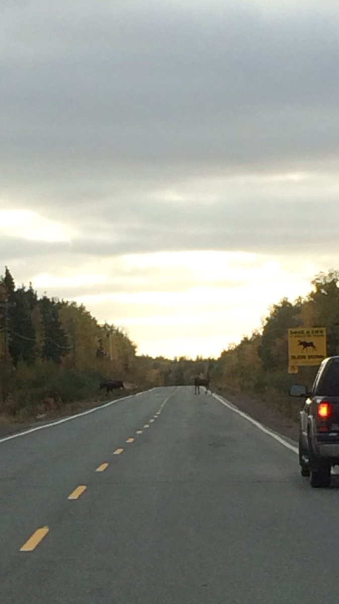 JStric11's tweet photo. Save a life #slowdown 
moose crossing? Bay d'Espoir highway @ryansnoddon https://t.co/97iM3w7RDW