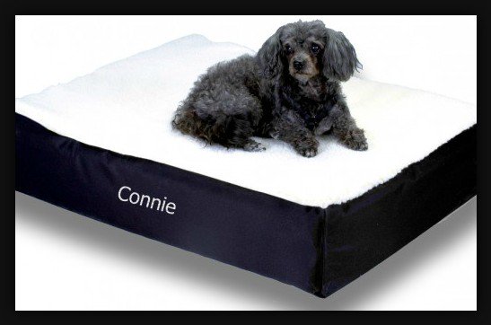 HindyPearson's tweet photo. Does your dog have arthritis? This list of signs will help you answer that question https://t.co/Esx4kBDscr #arthritisindogs https://t.co/5aQyxiZYUP