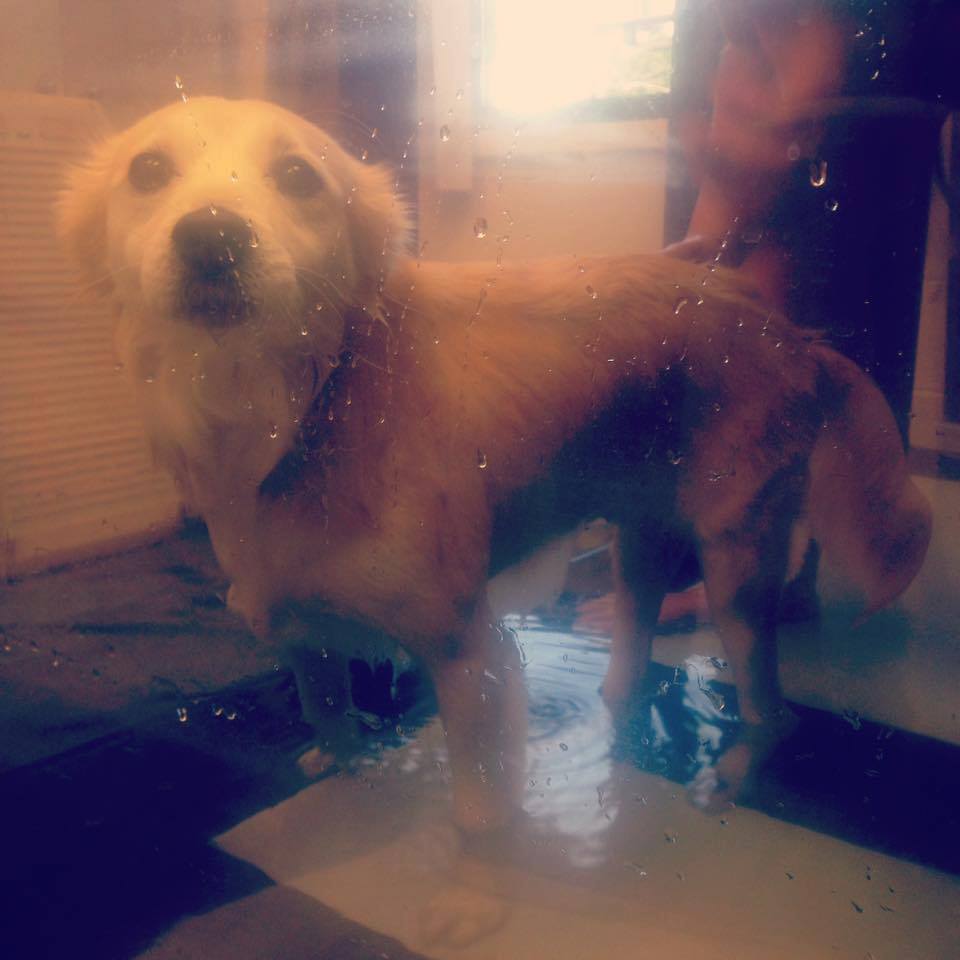 Our paralyzed girl Tamana is benefiting greatly from water therapy, consider donating to her care via paypal:midohioawl@yahoo.com #rescuedog