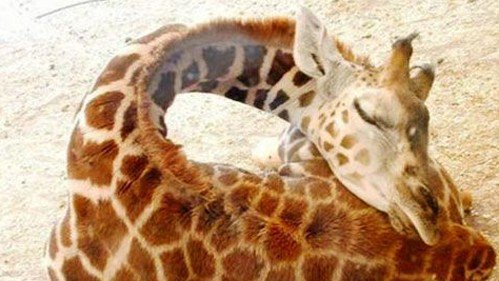 TownGamePlay's tweet image. Que descanséis genial :3