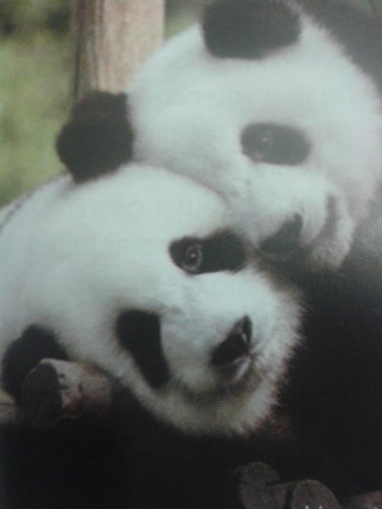 Bhaskar_chal's tweet photo. panda baby's :* https://t.co/zHXT7JFvXb