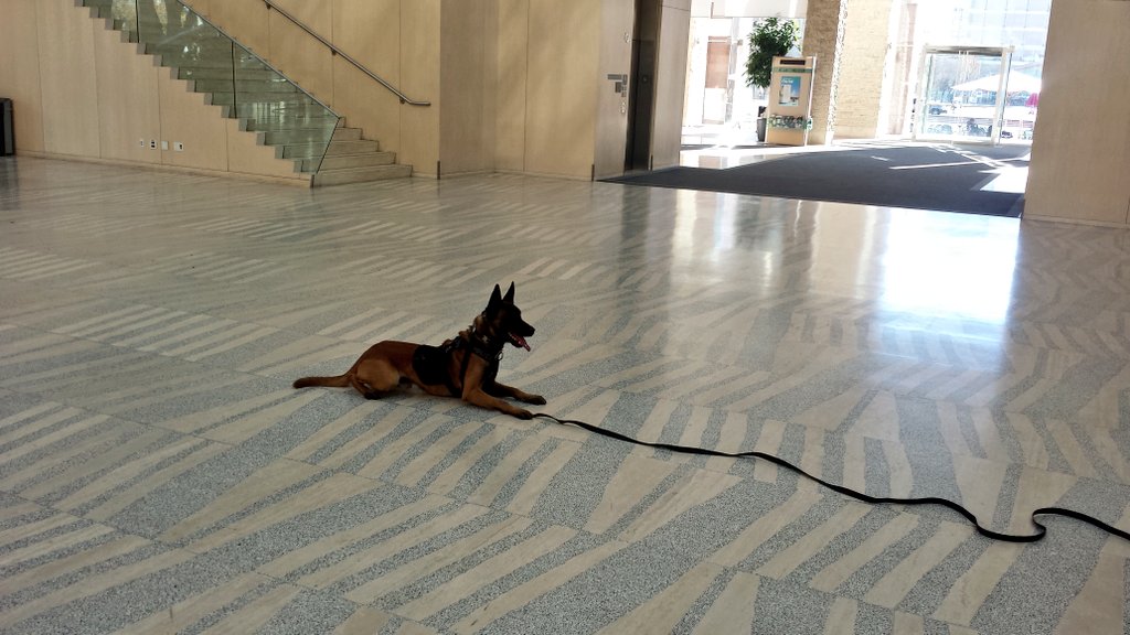 CityHallSchool's tweet photo. St Pius X @JagusinskiClass loved meeting @EPSCanine's Cst Costa &amp; #PSDAmok. We learned about teamwork, loyalty &amp; #CareerPathways. #ecsd https://t.co/nBiOE00DIp