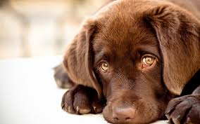 ecalixto's tweet photo. Los perros tienen capacidades sociales que no tiene el chimpancé: interpretan conducta del amo, suplican con la mirada y entienden limites. https://t.co/BpJRPLoGV5
