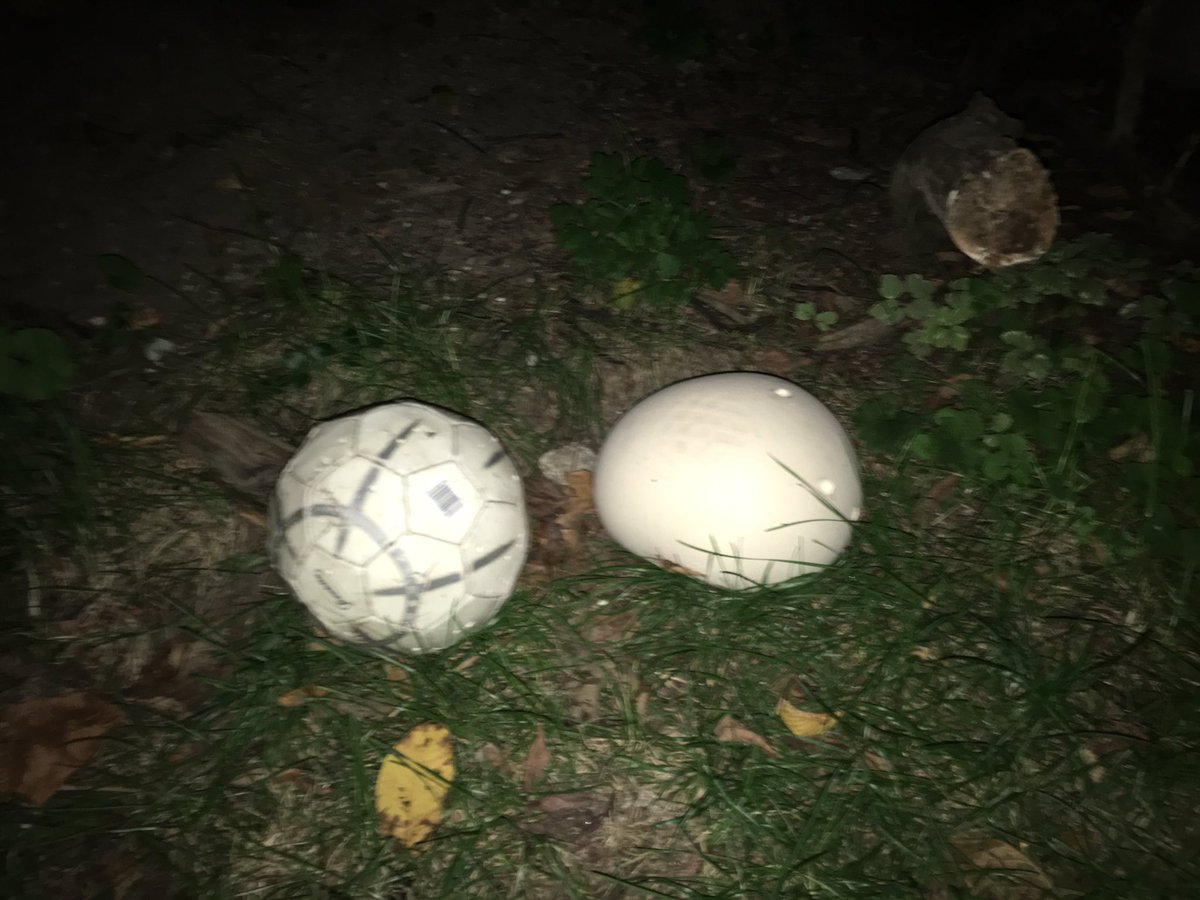 PaffiMarc's tweet photo. Mushroom the size of a soccer ball. I mean a legit World Cup soccer ball. In the backyard, wondering if I should eat it #nickcuch https://t.co/osD3gm4K34