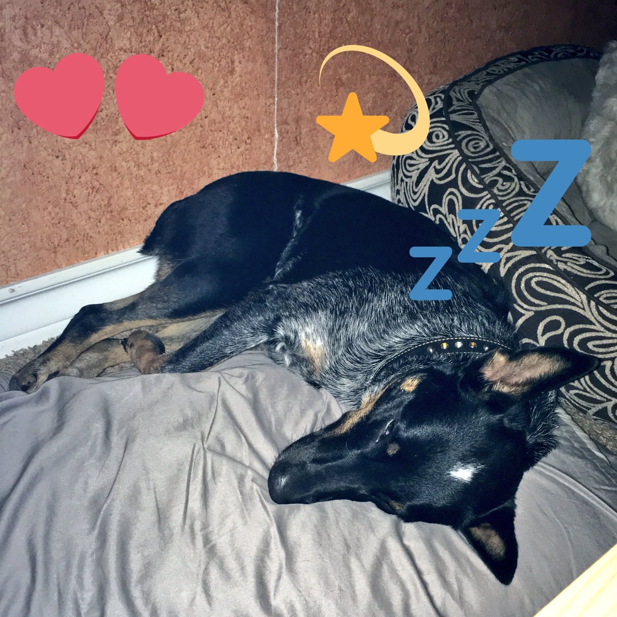 ❤️BlueSquadRescue❤️ tweet media