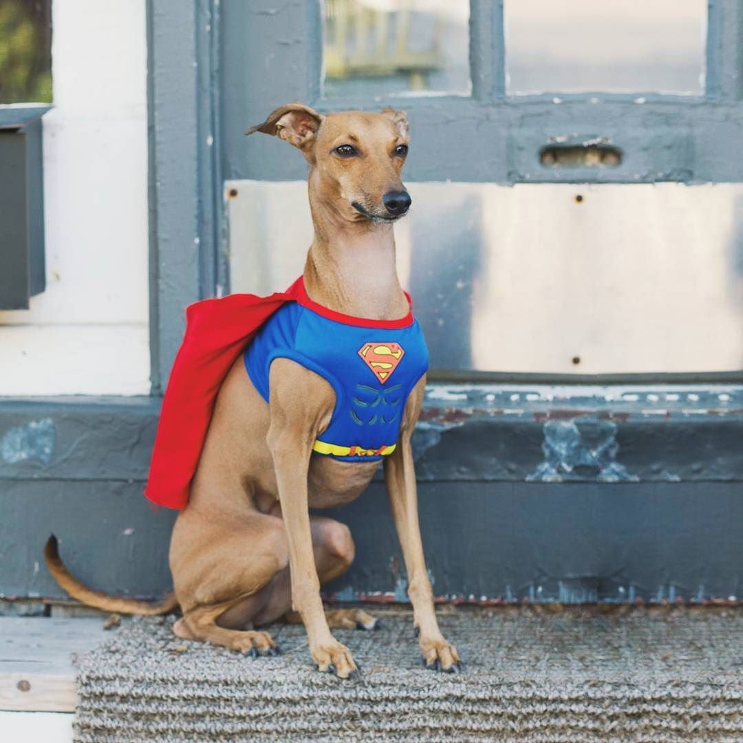 iggyjoey's tweet photo. I’ve been training for these muscles all summer #dogbod https://t.co/0lWJdFXJwZ