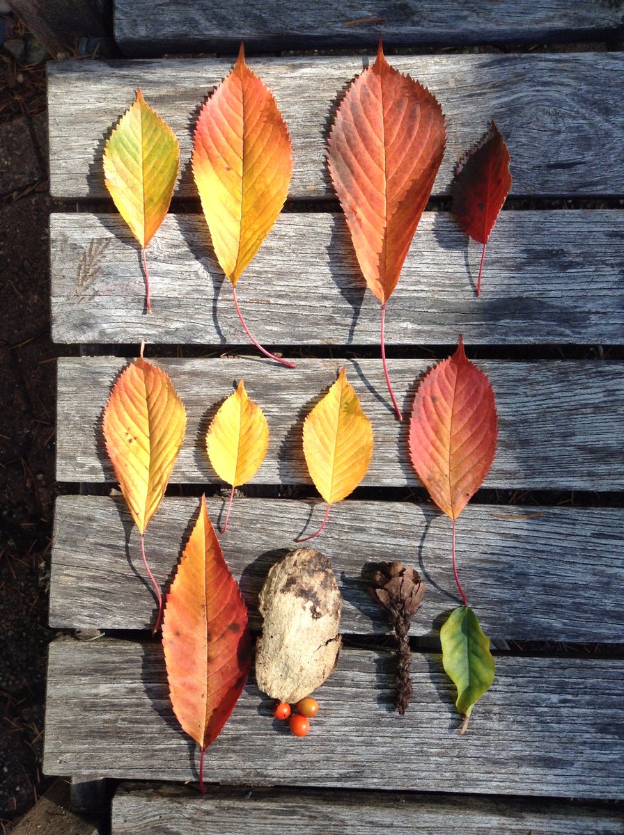 raveonstudio's tweet photo. @VancityBuzz #DHfall #LynnValley ;-) https://t.co/etVw5B6sxB