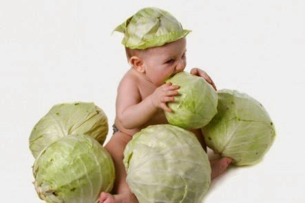 капустный парень. парень щинкует капусты. человек держит капусту. капуста парен. тачка с урожаем.