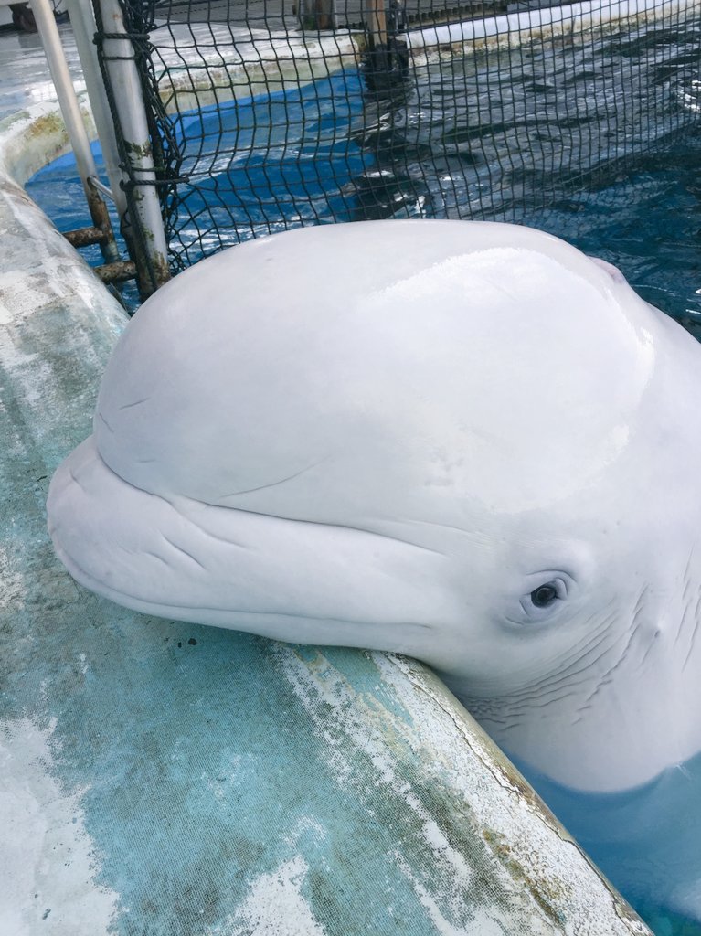 横浜 八景島シーパラダイス公式 ショーにレギュラー出演中のシロイルカ シーマとプルル え 区別がつかないって 1枚目がシーマで2枚目がプルルです ね 全然顔が違うでしょ シーパラ 八景島 シロイルカ T Co O0p29gszzw