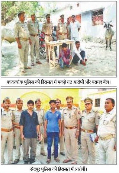 #uppolice बदायूॅ पुलिस को मिली सफलता तीन ठिकानो पर पकडी गयी गोकशी पांच तस्कर गिरफ्तार।