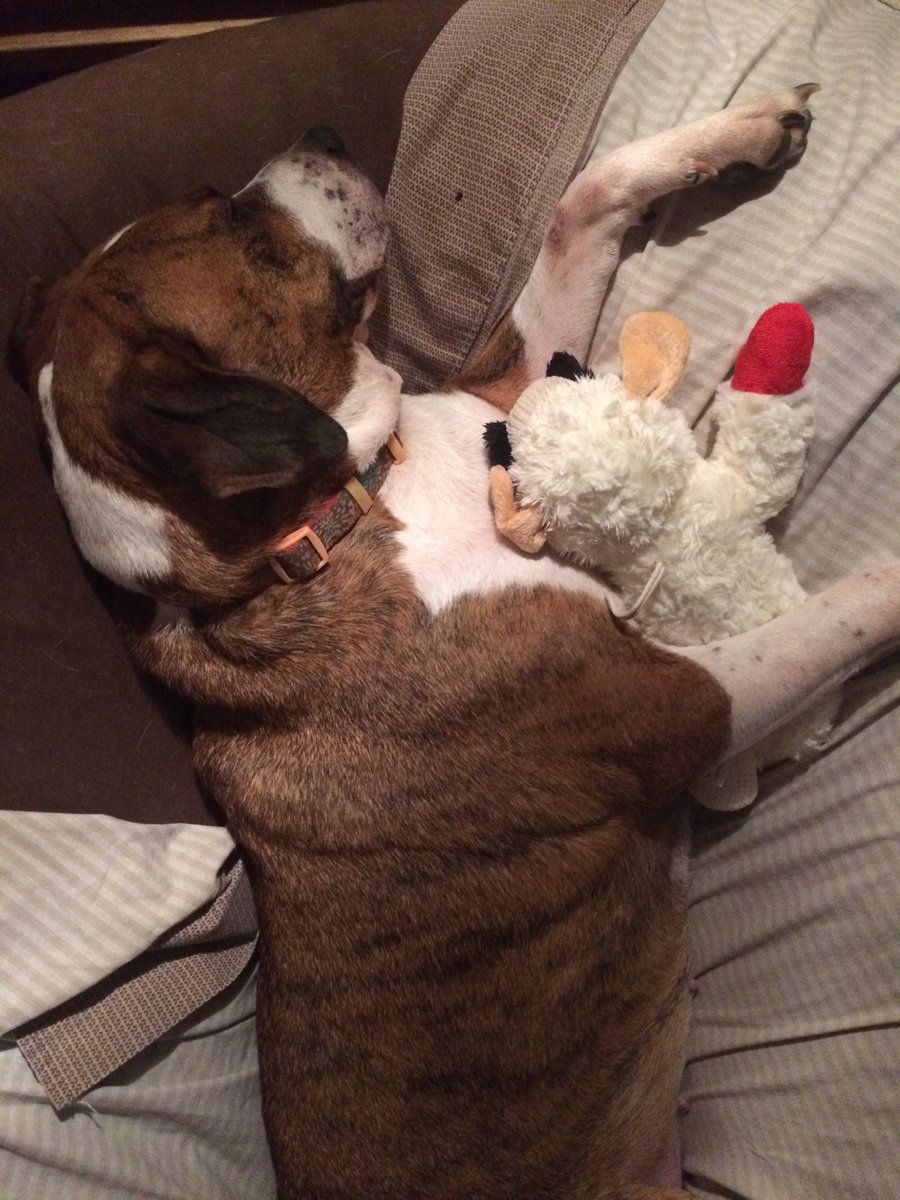 SisterSophies's tweet photo. She got a new toy for being good for her kiki while I was away for the week! #hardtobeadog #furbaby #happypuppy https://t.co/vhWOuFk3vL