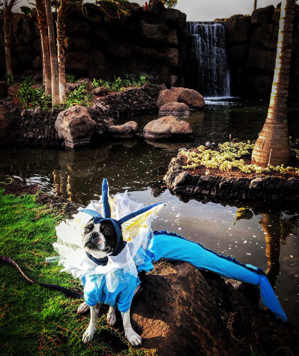 morgangerdel's tweet image. BB the Boston Terrier dressed as a Vaporeon Pokemon #BlogPawsHalloween #pokemon #petcostume #halloweencostume