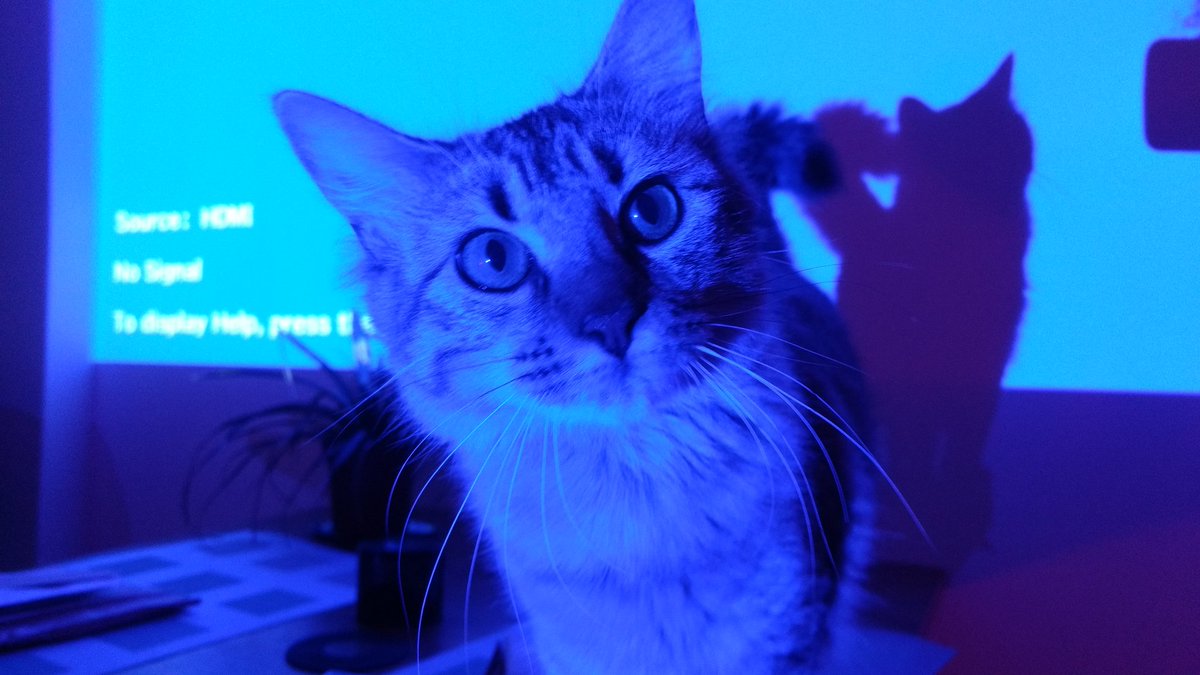 CodingRightsCat's tweet image. Humans showed me something incredible:cinema.Better then laser pointers.Hypnotic.Possible to input any msg into easy brains with big screens