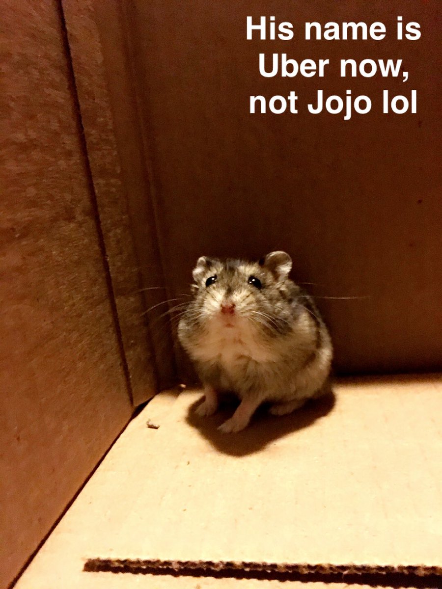 leanniebearr's tweet photo. Another update! #byebyeJojo #HelloUber 🐹 https://t.co/lfh0NEbr8G
