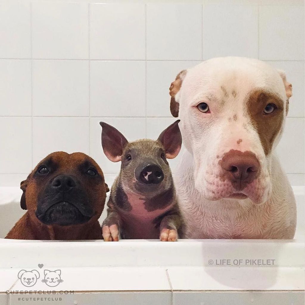 CaptainSoMuch's tweet photo. cutepetclub:

From @lifeofpikelet: “#bathface” #cutepetclub [source: https://t.co/STUUwmSjPy ] https://t.co/TuvqgAobKR