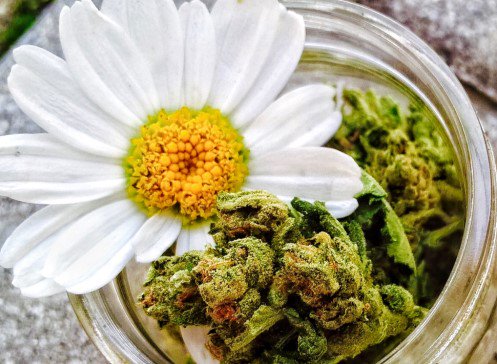 ProfDelfin's tweet image. La tribu Basotho del este del estado libre trataban a su diabetes con las margaritas y la marihuana.