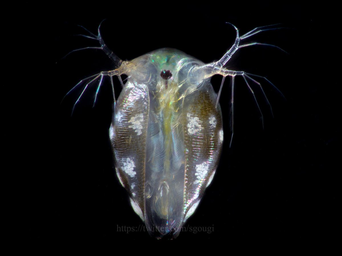 sgougi's tweet photo. オカメミジンコ（Simocephalus vetulus）。
生きたままの深度合成写真です。いくらか難がありますが、複眼が殻の中にあることも良くわかりますし、その殻の質感もまぁまぁいい感じになりました。
#Plankton https://t.co/UHefd0xq5Y