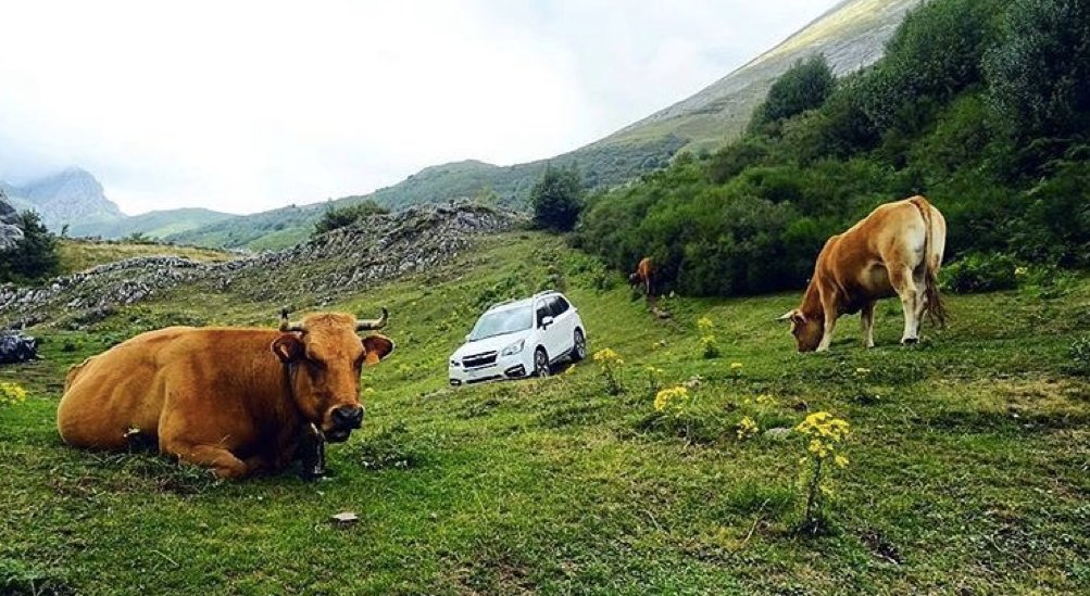subaruuk's tweet photo. Designed for the brave, because #SubaruCan. https://t.co/8Cc6amVZyb https://t.co/2tfyh93bL9