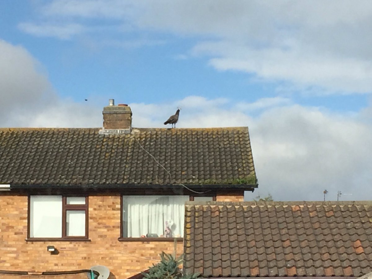 archeryrikki's tweet photo. Most people get pigeons or seagulls on the roof of their house - I get a Peahen! #berylisback https://t.co/yIqiDjs4nO