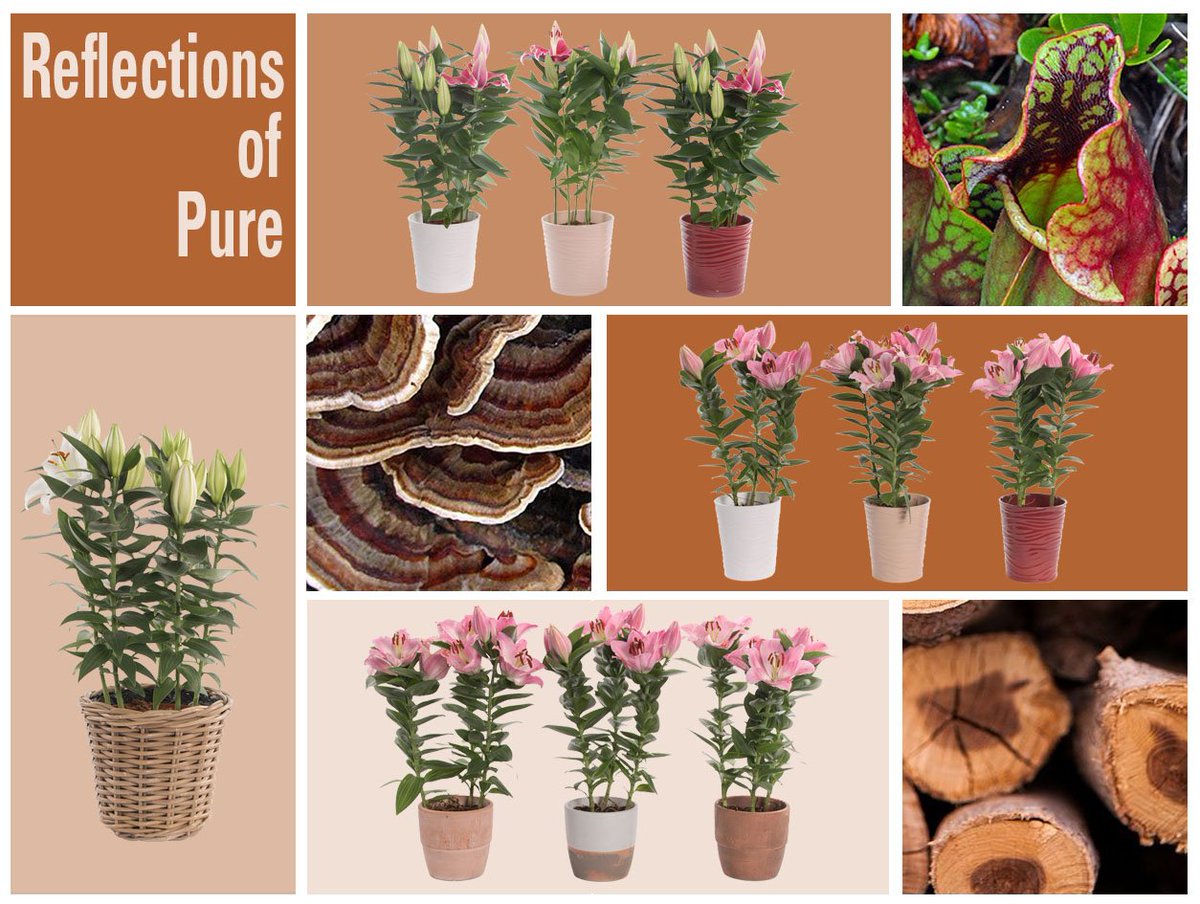 WWomenWant's tweet photo. De #potlelie natuurlijk ook in de #collectie Reflections of Pure. Info; @SchieLilium https://t.co/dtla7CMfRq