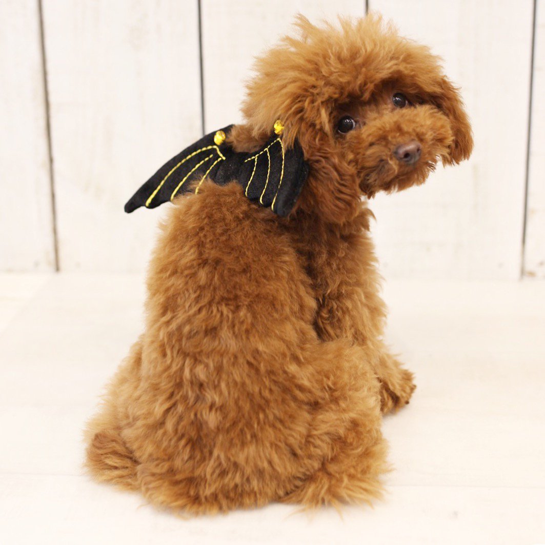 Teeny devil 😈

hachi-melbourne.com.au/products/45488…