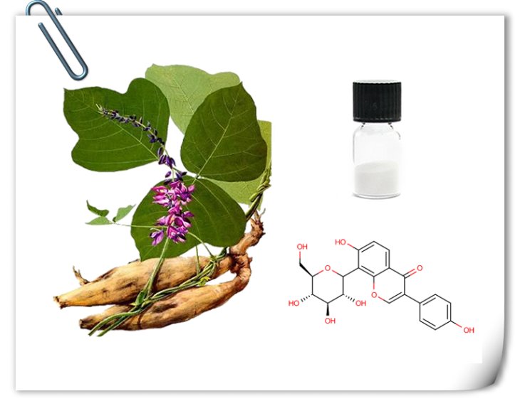 pueraria root extract