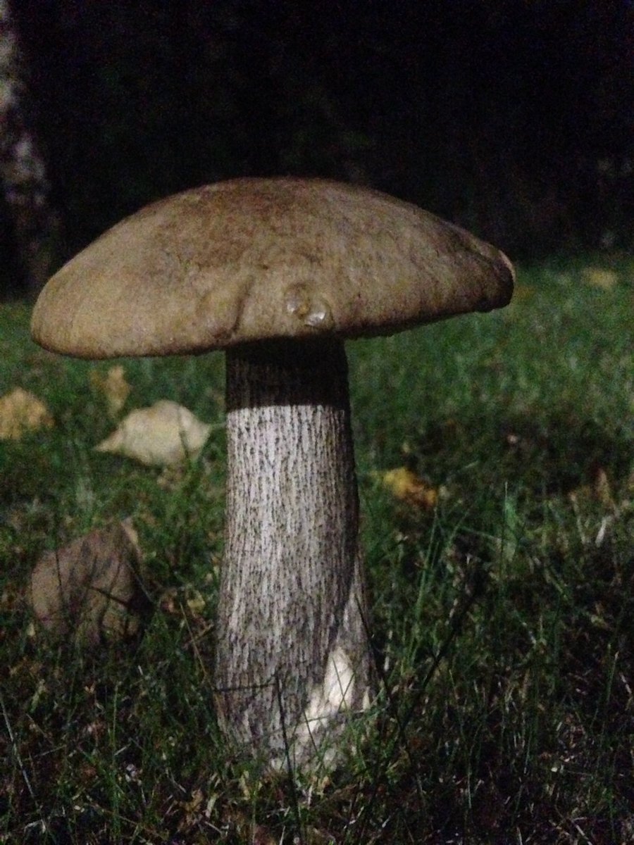 Basha1972's tweet photo. Last nights slim pickings while driving around Exeter! Birch Boletus, Pores Not Gills #foraging #fungi #wildfood #nomaggots https://t.co/GcAgvrtbWL