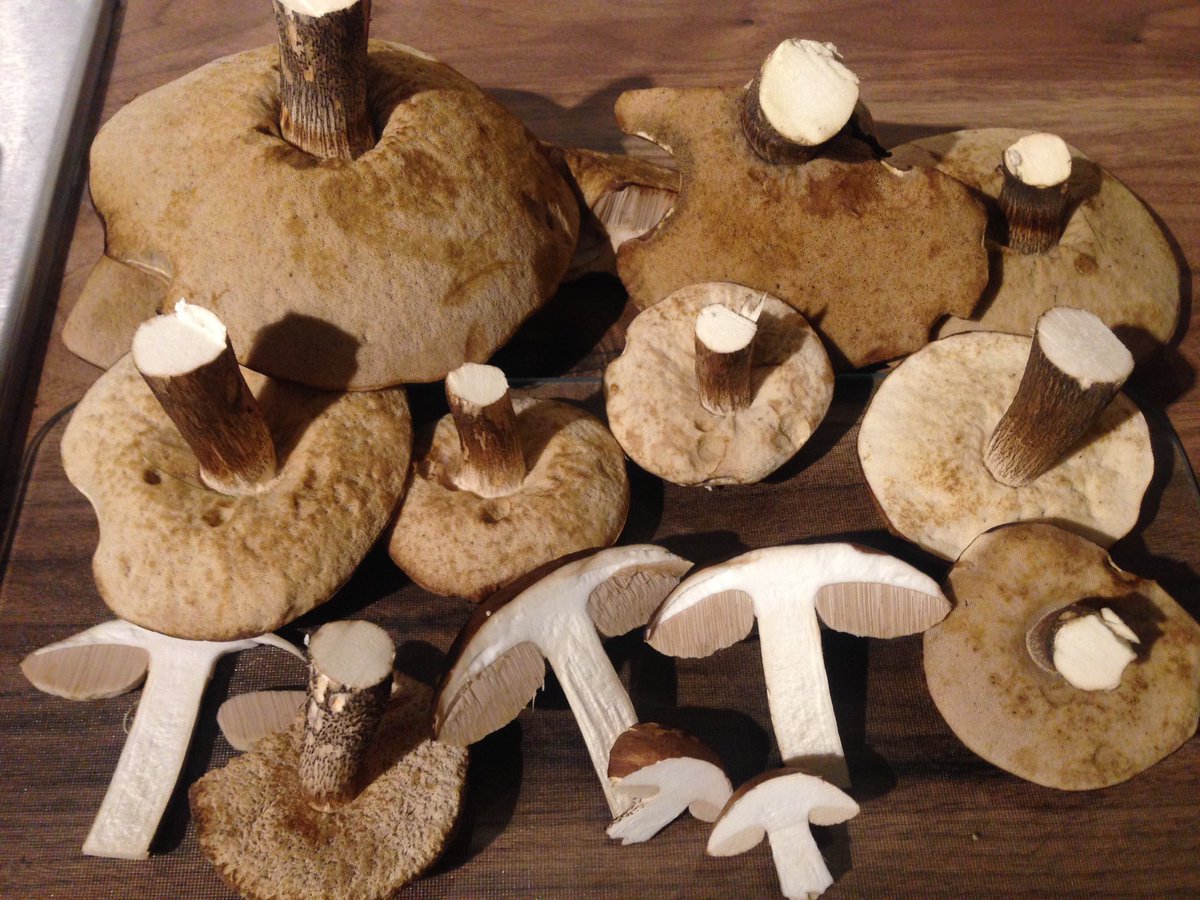 Basha1972's tweet photo. Last nights slim pickings while driving around Exeter! Birch Boletus, Pores Not Gills #foraging #fungi #wildfood #nomaggots https://t.co/GcAgvrtbWL