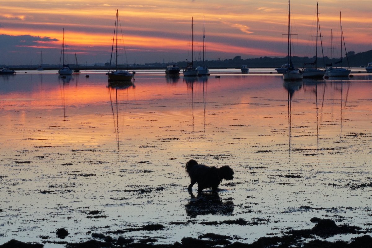 #Emsworth shore on an October evening - is there a better place to walk a dog?