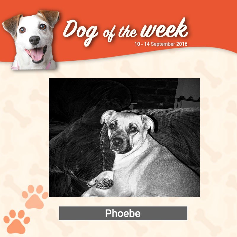 Beeno_ZA's tweet photo. "Just give me my treats," she said #BeenoDogoftheWeek #dogsoftwitter https://t.co/c7ZZ1cAfmo
