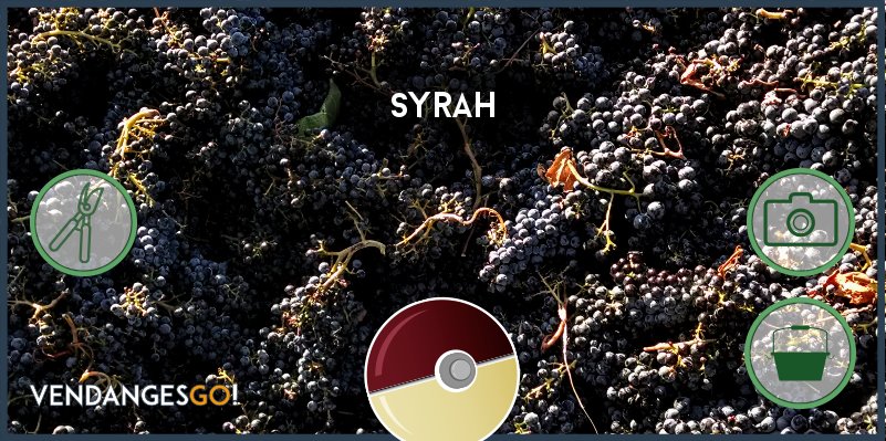 CoupeRoses's tweet photo. Vendanges : Attrapez-les tous ! Syrah #VendangesGo https://t.co/iXRVfQ8uSx