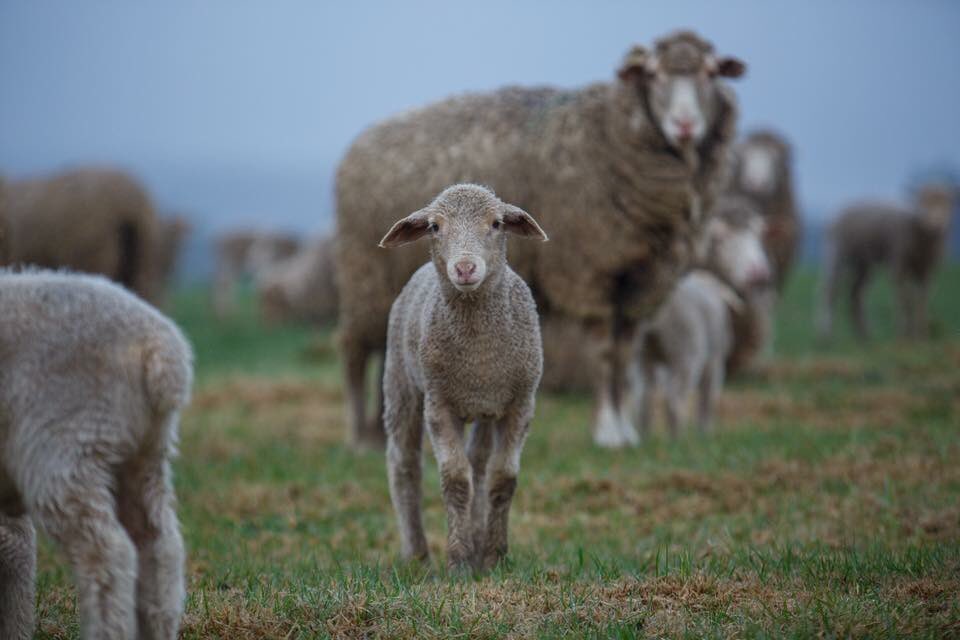 llama_bar's tweet photo. Our next event finds us in Underberg for the @glencairntr. It's set to be a fantastic trail experience. Enter at https://t.co/ZlvgqcARcx💥💥 https://t.co/DAf44xOCNs