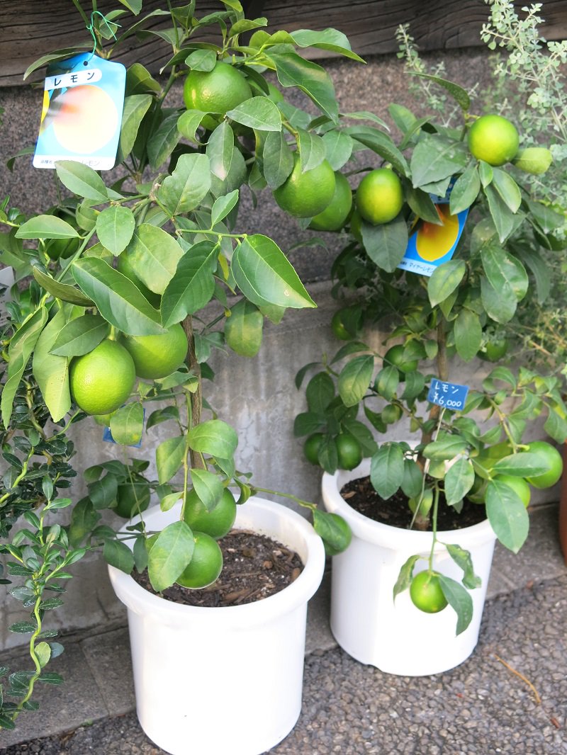 からならの木 V Twitter マイヤーレモン 入荷しました かなり実を付けており 枝がしだれるくらいです ベランダやバルコニーでも育てられますよ レモン 鉢 ガーデニング 緑のある暮らし ガーデンライフ