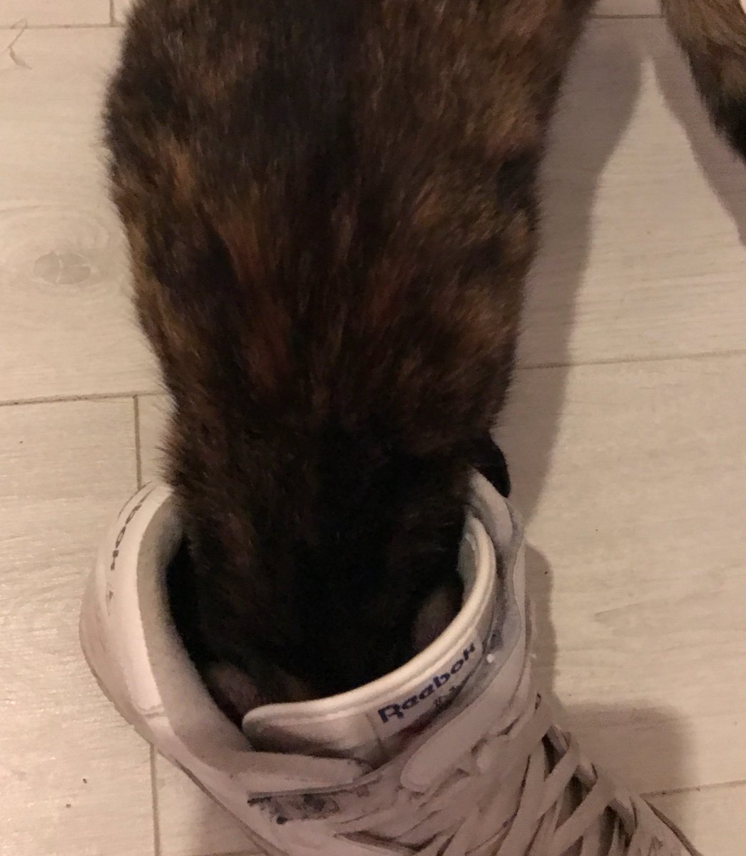 Princesse_Kaya's tweet photo. Chouette de la souris fraîche ! https://t.co/GQvqm3KECC