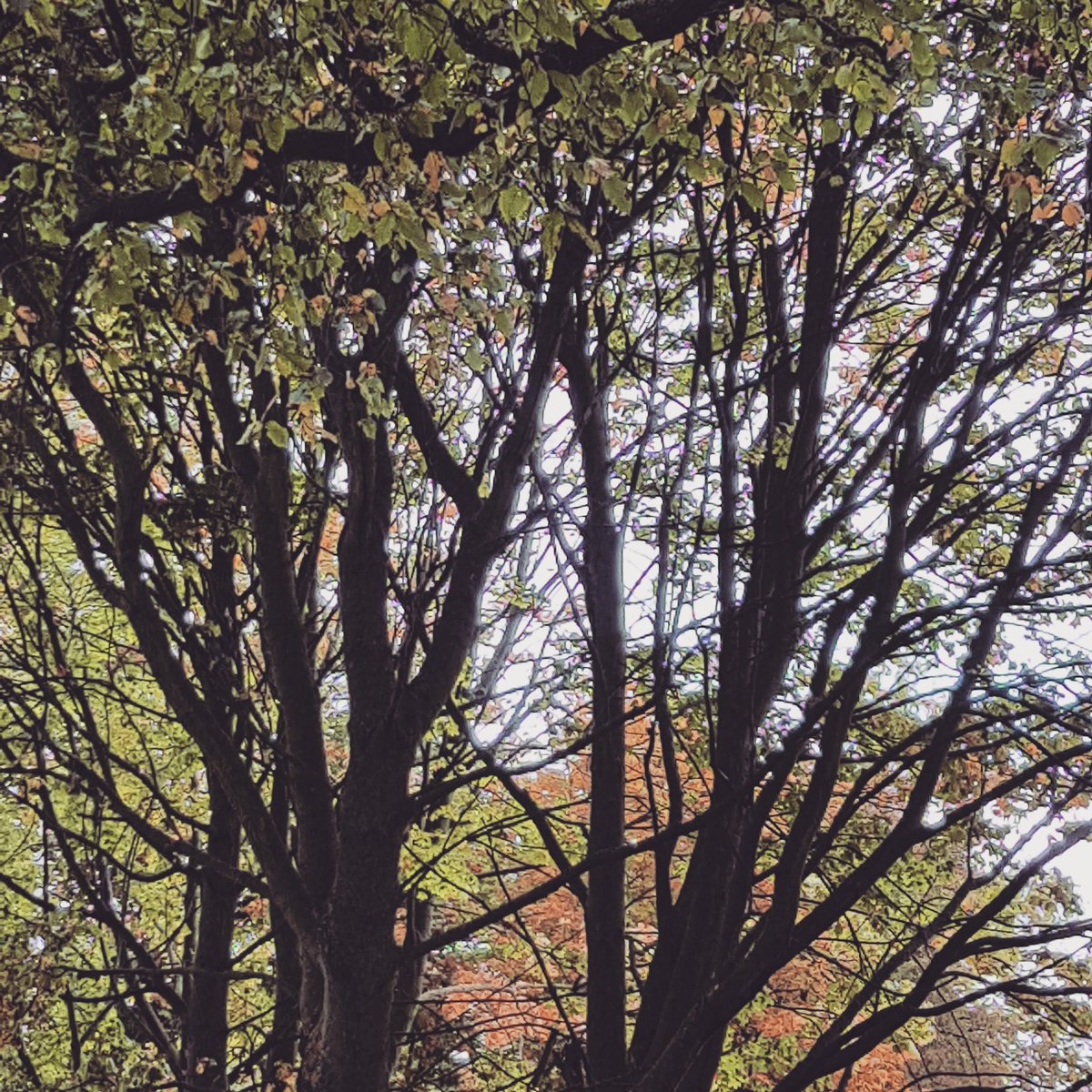 Beautiful #autumn morning feeling # bliss #Edinburgh