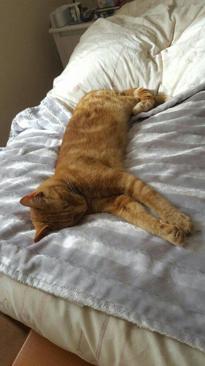 alfie_antics's tweet photo. Tired day being beautiful 💤 #catoftheday #gingercat #ginger #spayandneuter #adoptdontshop #CatsofInstagram #CatsofTwitter #cats #catnapping https://t.co/Yx9nspVsAY