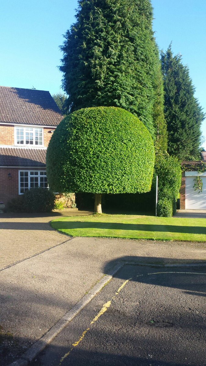 dg_trees's tweet photo. A recent Acer trim as requested by customer #trees #acertrees #treecare https://t.co/PEKrvJiRYx