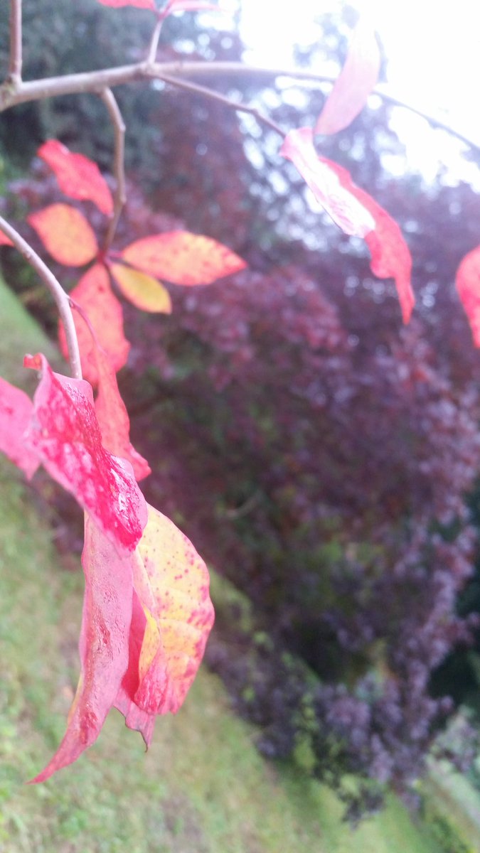 Minterne_Garden's tweet image. Fantastic Autumn colour showing. Time to take a stroll @Minterne_Garden #dorset #octobermagic