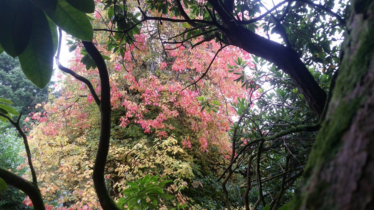 Minterne_Garden's tweet image. Fantastic Autumn colour showing. Time to take a stroll @Minterne_Garden #dorset #octobermagic