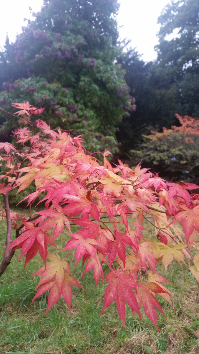 Minterne_Garden's tweet image. Fantastic Autumn colour showing. Time to take a stroll @Minterne_Garden #dorset #octobermagic