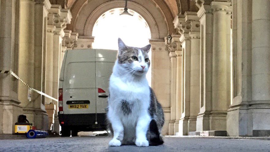 Number10cat's tweet photo. Strike the pose...
(Photo @PoliticalPics) https://t.co/SUVcqwhoB7