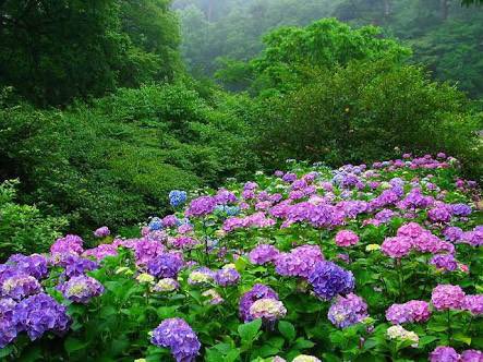 readjam_english's tweet photo. #Kobe is famous for beautiful night view,#Hydrangea and #Rokkou mountain https://t.co/rLtzUN94QW