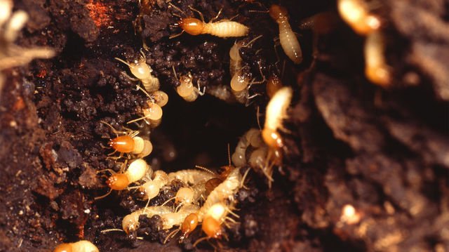 Combien coûtent les insectes envahissants dans le monde ? La réponse avec <a href="/franckcourchamp/">Franck Courchamp</a> dans <a href="/LaTacfi/">La Terre au Carré 🌏²</a> franceinter.fr/emissions/la-u…