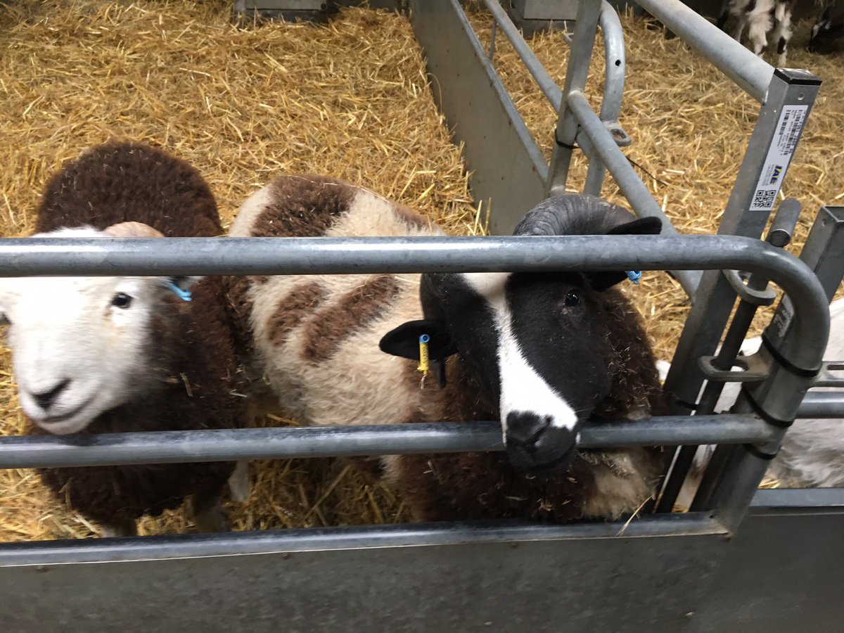 mummyincity's tweet photo. A family day out at Odds Farm Park! https://t.co/2HOhUUxD76 #review @oddsfarmpark #familyattraction #daytrip #farm https://t.co/07D7DpHVZH