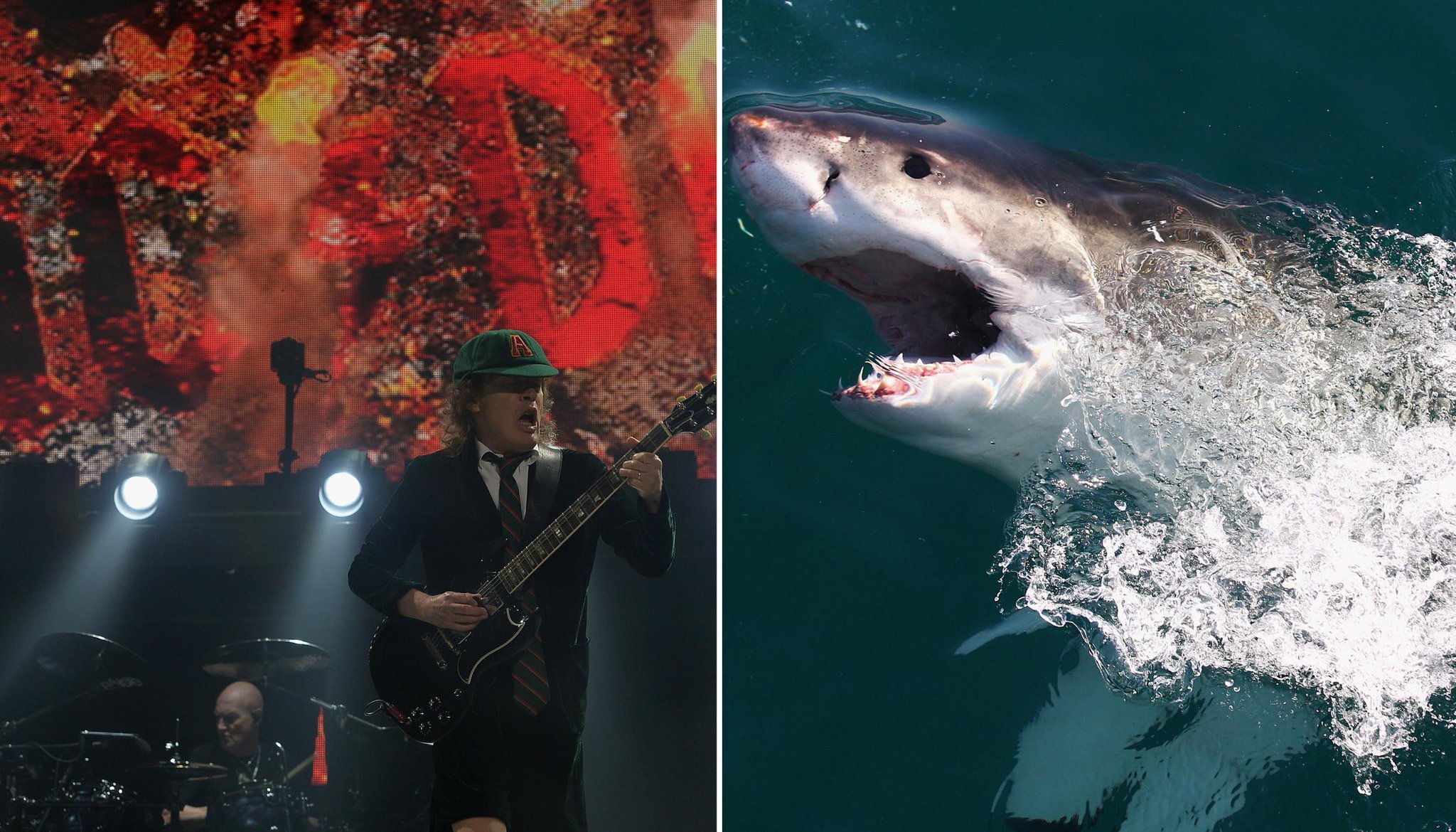 Cambridge Audio On Twitter What To Put On A Shark s Playlist Some Rock Music Apparently 