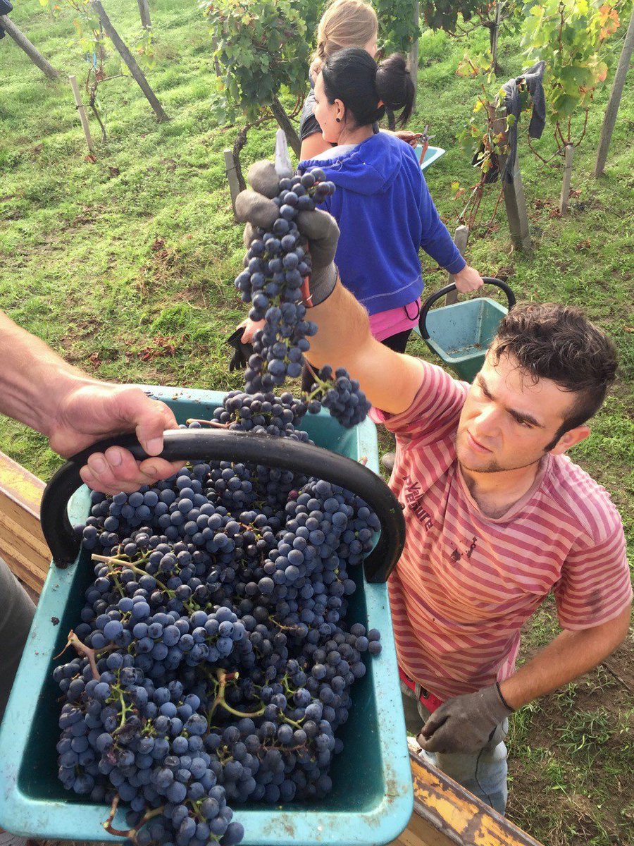 "...it’s fair to say that there’s quality and quantity in Bordeaux in 2016". A harvest update from <a href="/GavinQuinney/">Gavin Quinney</a>: bit.ly/GQBdx16