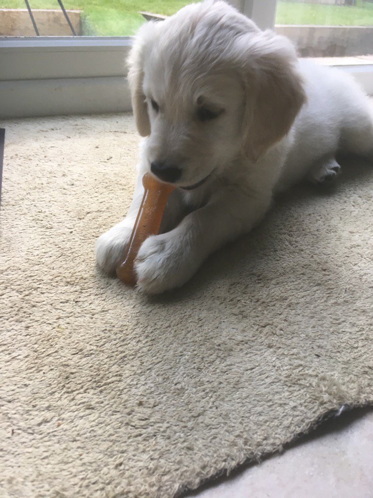 loabi_retriever's tweet photo. Doing the real dog thing #myfirstbone https://t.co/qtmLDB6jl5